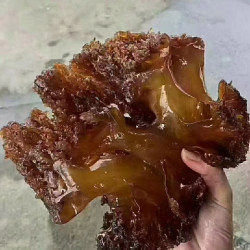七条船 舟山 特级野生海蜇头 1500g