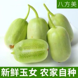 八方美 玉女黄瓜水果小黄瓜新鲜拇指黄瓜生吃青瓜蔬菜现摘