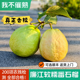 移动端：状元荔 广东软糯芭乐 5斤