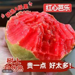 无品牌 广东湛江 红心芭乐 大果 3斤 箱装