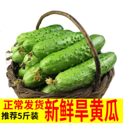 盛多福 山东旱黄瓜 3斤