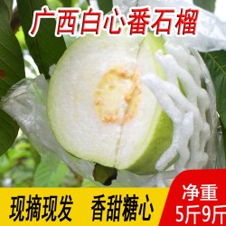 品阁 广西 番石榴 5斤