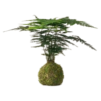种花迷 苔藓球 招财棕竹 水培盆栽