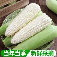 新鲜白糯玉米山东头茬现摘水果玉米生鲜买菜蔬菜早餐快递包邮 新鲜玉米5斤 净重
