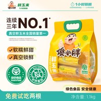 傻小胖 香糯玉米棒玉米段真空锁鲜内蒙古糯玉米试吃1100克