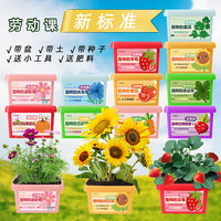 DIY 儿童亲子种植迷你小花农