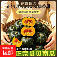 京喜 真贝贝南瓜5斤 板栗味宝宝辅食蔬菜新鲜日本老粉贝贝小南瓜1斤3斤 贝贝南瓜5斤 4.5斤