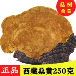 修童 桑树桑黄 250g 散装