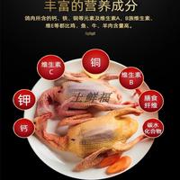 土鲜福 农家散养原粮喂养土鸽 现杀冷冻土鸽 孕妇儿童滋补煲汤鸽