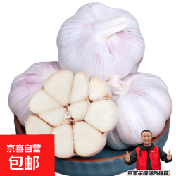 大蒜头出口品质网兜紫蒜蔬菜调料新鲜大果烧烤火锅食材 山东6头装 净重180g