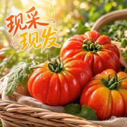 京鲜生 云南马蹄番茄 净重5斤 单果180g+