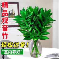 大海边 观音竹富贵竹水培绿植室内转运客厅旺宅花卉办公室净化空气 观音竹3棵+营养液（不含盆）