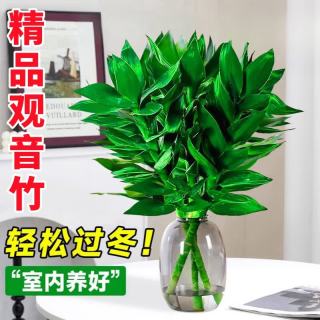 大海边 观音竹富贵竹水培绿植室内转运客厅旺宅花卉办公室净化空气 观音竹3棵+营养液（不含盆）