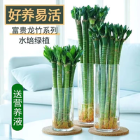 大海边 龙竹带根水培文昌竹富贵竹转运吸甲醛客厅室内水养盆栽绿植观音 35cm4根