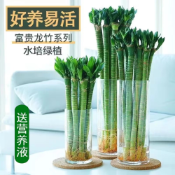 大海边 龙竹带根水培文昌竹富贵竹转运吸甲醛客厅室内水养盆栽绿植观音 35cm4根
