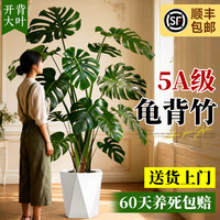静黛轩 龟背竹客厅大盆栽老桩大叶室内大型绿植高级感植物上档次四季好养 （开背3株）龟背竹50-70cm