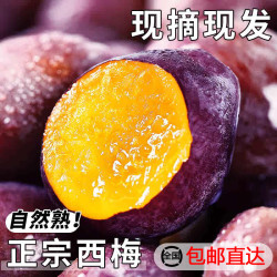 玖原农珍 新疆女神西梅净重4.5斤（单果20g+）