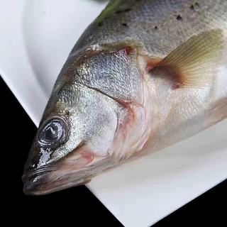 李享食丰 鲜活鲈鱼