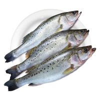 李享食丰 鲜活鲈鱼