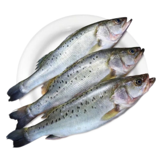 李享食丰 鲜活鲈鱼