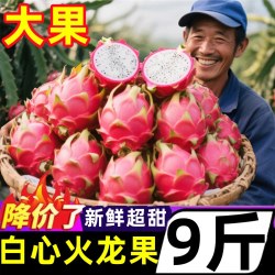 豔疅 云南 白心火龙果 9斤