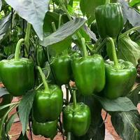 现摘新鲜圆辣椒超市即食太空椒皮厚肉多不辣水果灯笼椒 山东圆椒净重1.8斤