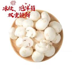 新鲜采摘口蘑菌盖厚实无农残高硒坏单秒赔 带箱1000g（果重500g）