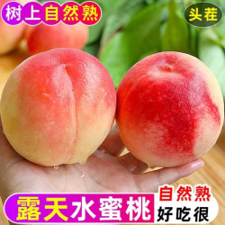 汇果康 新鲜脆甜水蜜桃当季时令水果桃子毛桃现摘脆整箱包邮自提天水经营