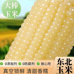 无品牌 黑龙江白糯玉米 250g 8根