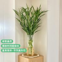 京东鲜花 富贵竹鲜切花 20枝