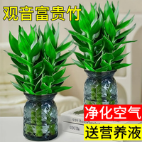 大海边 观音竹 3棵+营养液 水培绿植