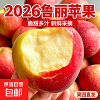鲁丽 苹果山东沂蒙新鲜水果生鲜整箱应季脆甜时令平果非红富士 中果65-70mm 带箱5斤净重4.6斤
