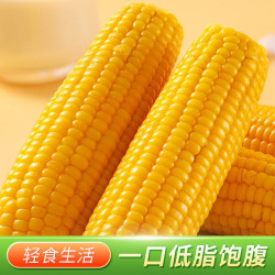 正宗东北黄糯甜玉米新鲜甜糯玉米棒真空香甜玉米大棒软糯饱腹