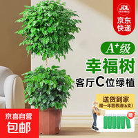 天堂鸟发财树盆栽客厅室内好养大型A+级落地绿植净化空气 双层幸福树1.4-1.5m原盆