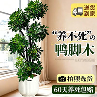 静黛轩 造型 鸭脚木盆栽 1.6-1.8米 米白聚宝盆