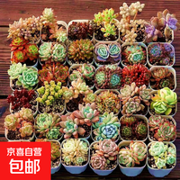 京喜 随机多肉植物盆栽室内桌面萌肉新手好养绿植带盆土多肉绿植仙人掌 随机多肉1个（带盆土）花盆款式随机