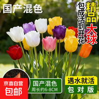 京喜 郁金香种球水培土培大花四季种植室内阳台盆栽耐寒易活花卉绿植 混色-郁金香+营养液