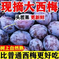 露天西梅爆甜 新鲜水果新疆李子应当鲜果水果 5斤带箱(净重4.5斤) 精选装单果20g+