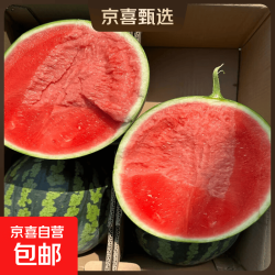 京东 安徽冰糖麒麟西瓜超甜薄皮西瓜应季有籽无籽西瓜现摘整箱新鲜水果 9-10斤
