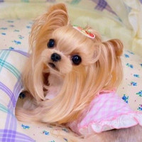 移动端：0-8㎏长毛犬精致洗护