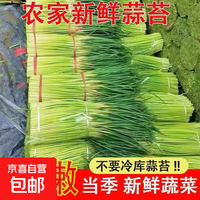京喜 时令鲜蒜苔  1斤（20-35厘米）
