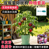 Bloom Life 新奇特番茄10 反叛星际战机番茄种子 28L折叠种植盆+爬藤架+24L营养土 黄色