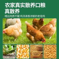 大用 三黄鸡 净重1.6斤*3只 冷冻