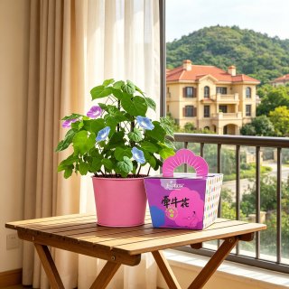 Bloom Life 向日葵 凤仙花 波斯菊 室内办公桌小植物 含盆