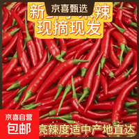 京喜 新鲜小米辣 净重240g