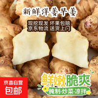 京喜 早洋姜  带箱装250g