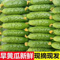 移动端：回香创叶 东北旱黄瓜新鲜现摘蔬菜东北青黄瓜水果黄瓜新鲜生吃当季整箱