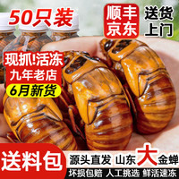 莲山九鲜 山东大号金蝉知了猴 大号金蝉50只装（新货）