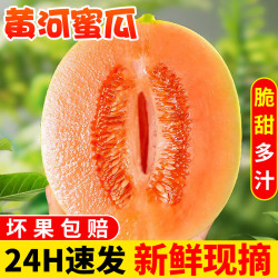 探味君 正宗沙漠黄金哈密瓜民勤 净重2.8-3斤