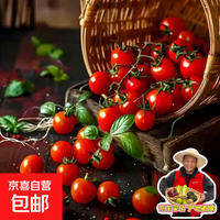 京东 云南高山小番茄圣女果轻食低卡新鲜水果小西红柿 圣女果带箱3斤 2.8斤 净重
